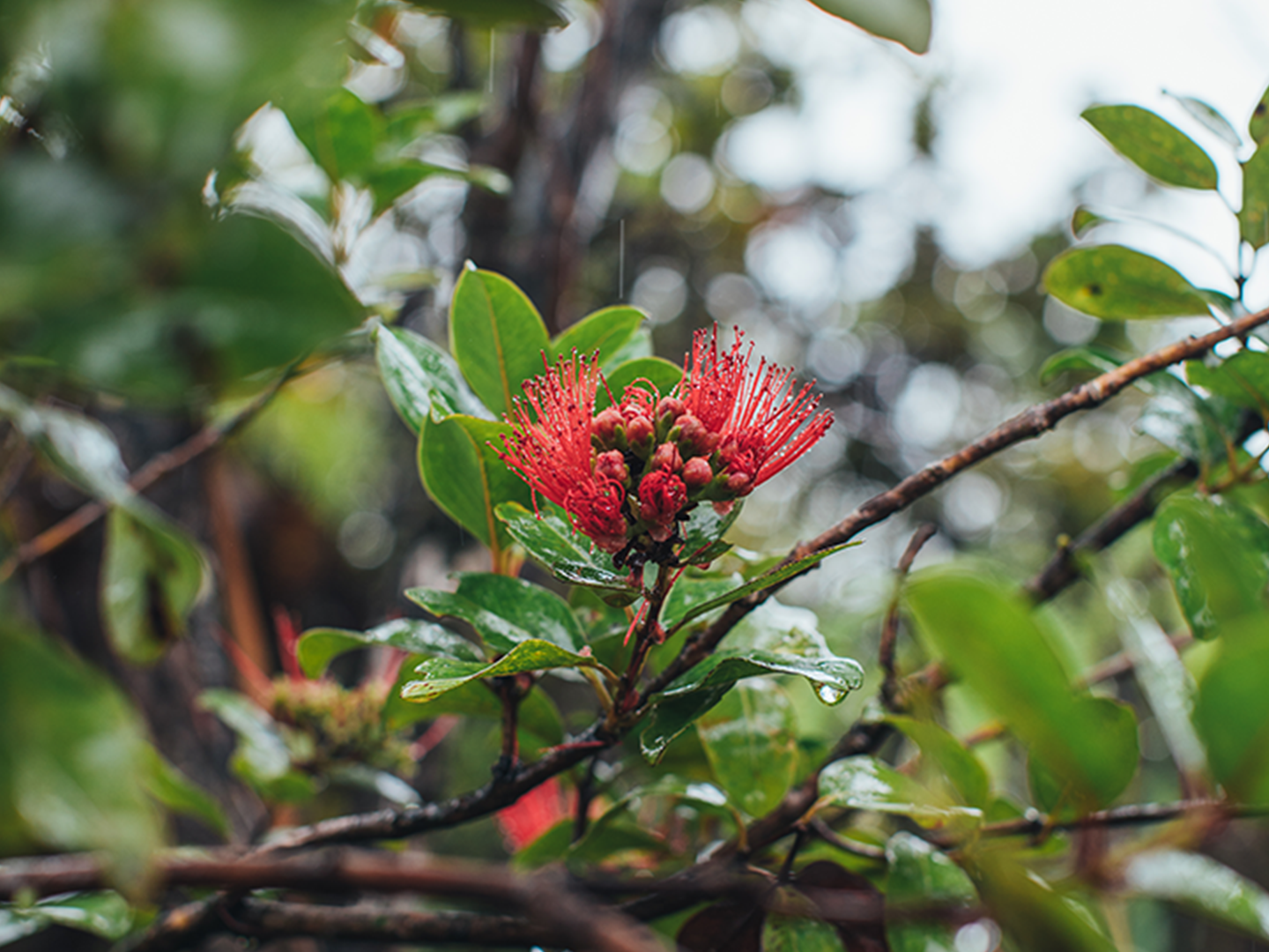 Lovers Intertwined: The Legend of ‘Ōhi‘a & Lehua